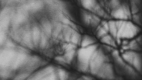 Shadow from a branch Stock Footage 124452329