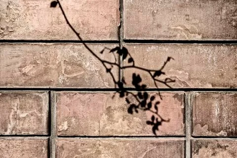Shadow of a branch with leaves on the background of a brick old wall Stock Photos