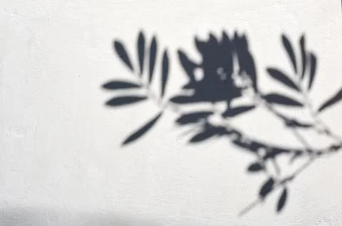 Shadow of a branch with leaves on a light textured wall Stock Photos