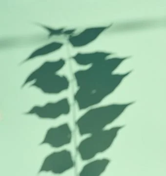 Shadow of a branch with leaves on a mint background Stock Photos