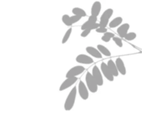 Shadow from a branch with leaves on a transparent background. Stock Photos