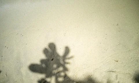 Shadow of the branches and leaves of terminalia catappa tree 스톡 사진