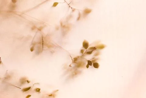 Shadow from the branches on the background of the fabric, blurry photo, pink  Fotos Stock