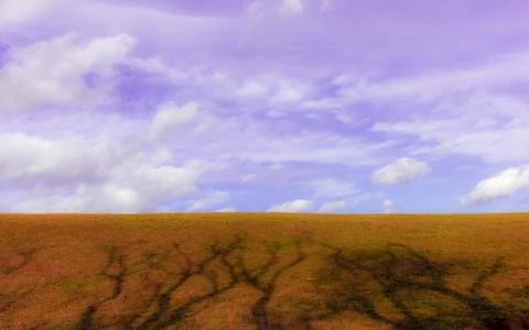 The shadow of the branches on the brown ground Stock Photos