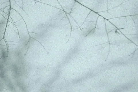 Shadow of branches on light blue concrete wall texture background 스톡 일러스트