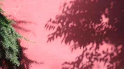 The shadow of the branches in the red walls china Stock Footage 886233