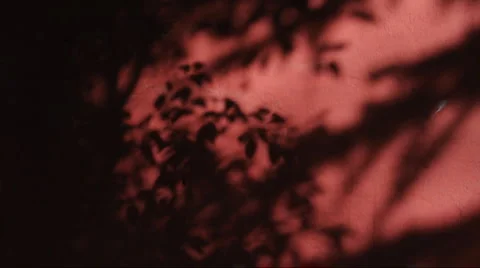 The shadow of the branches in the red walls china Stock Footage 886268