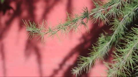 The shadow of the branches in the red walls china Stock Footage 886505