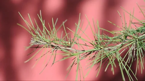 The shadow of the branches in the red walls china Stock Footage 886506