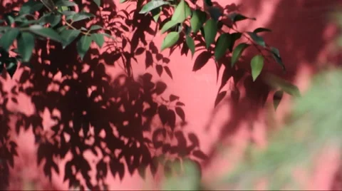 The shadow of the branches in the red walls china Stock Footage 886576