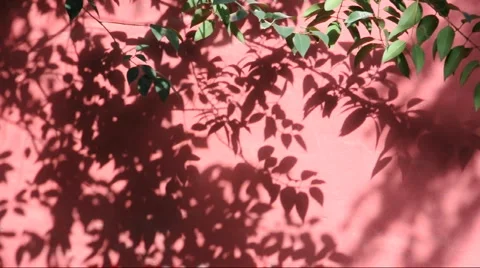The shadow of the branches in the red walls china Stock Footage 886909