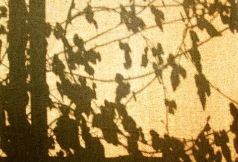 Shadow of branches tree with leaves on brown curtain or wall background Stock Photos