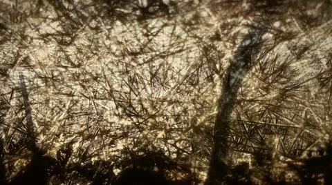 Shadow on brown abstract background Nature background  Stock Photos