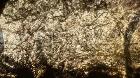 Shadow brown abstract background Stock Photos