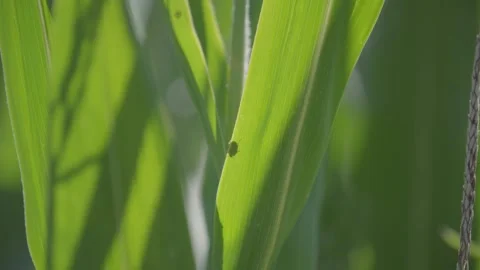 Shadow of a Bug Stock Footage 142813738