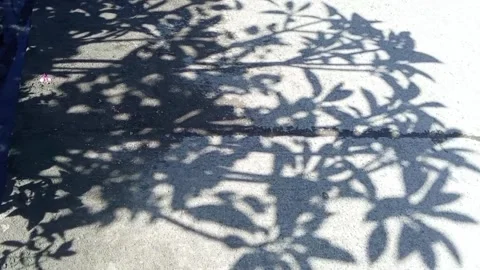 Shadow from bushes on the asphalt Stock Footage 329219113