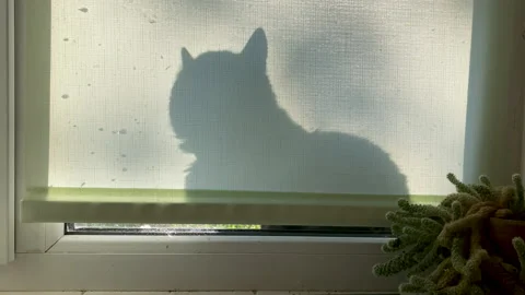 The shadow of a cat behind the roller blind of the window on the windowsill Vídeos de archivo 221560256