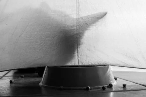 Shadow of a cat on a green background Foto stock