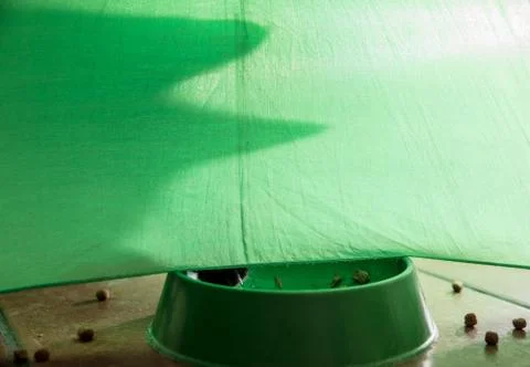 Shadow of a cat on a green background Stock Photos