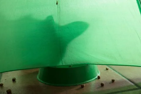 Shadow of a cat on a green background Foto stock