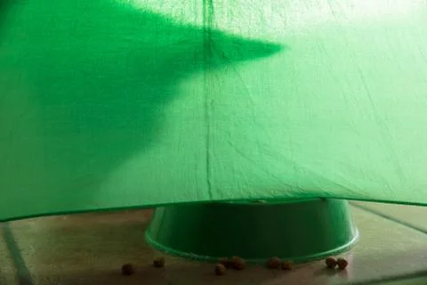 Shadow of a cat on a green background Foto stock