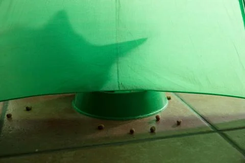 Shadow of a cat on a green background Foto stock