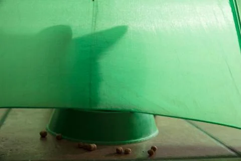 Shadow of a cat on a green background Stock Photos