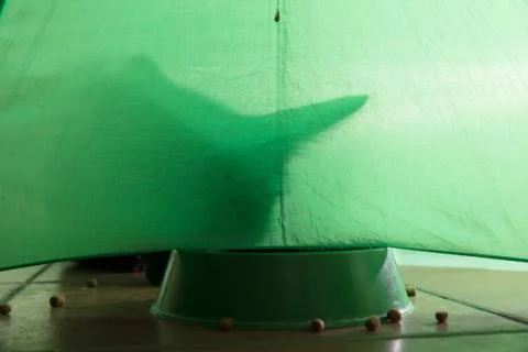 Shadow of a cat on a green background Foto stock