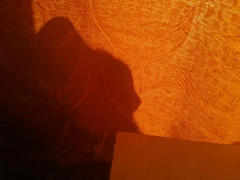 Shadow of cat Foto stock