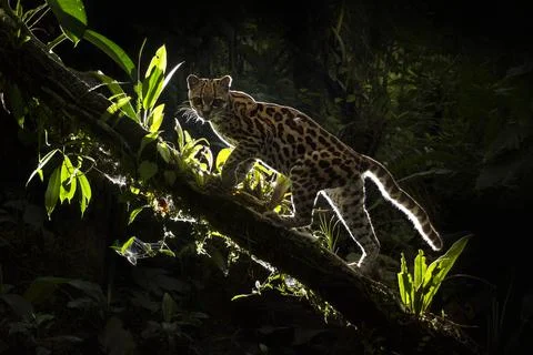 Shadow Cat 스톡 사진