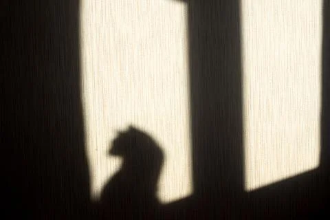 Shadow of a cat on the wall from the sun hitting the window Stock Photos