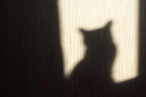 Shadow of a cat on the wall from the sun hitting the window Stock Photos