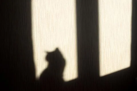 Shadow of a cat on the wall from the sun hitting the window Stock Photos