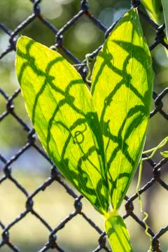 Shadow of a chain link fence on two green leafs Stock Photos
