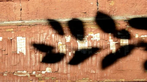 Shadow of a cherry branch Stock Footage 129414258