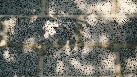 Shadow of cherry tree at the wall swings in the wind in slow motion Stock Footage 111475170