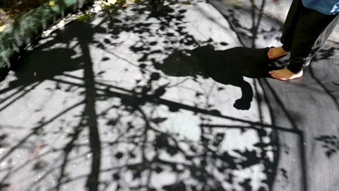 Shadow of a child jumping on a trampoline Vidéo 237077314