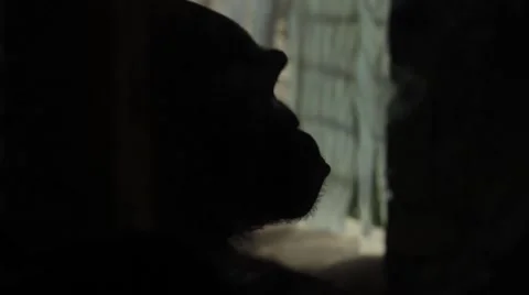 Chimpanzee Stock Video Footage | Royalty Free Chimpanzee Videos | Page 9