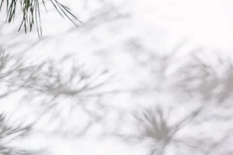 Shadow of Christmas tree on white background Stock Photos