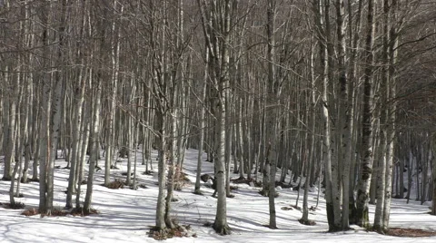 Shadow of clouds on the snow in the winter forest. Stock Footage 67507592
