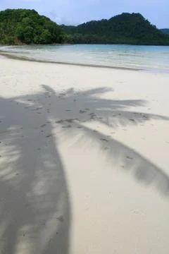 Shadow of the Coconut Stock Photos