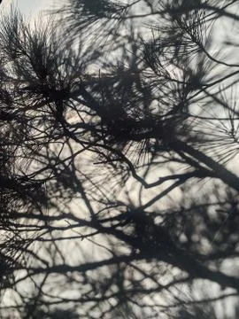 Shadow from coniferous tree branches on a gray background Stock Photos