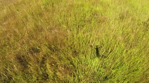 Shadow of the copter-drone in the field Stock Footage 40616700