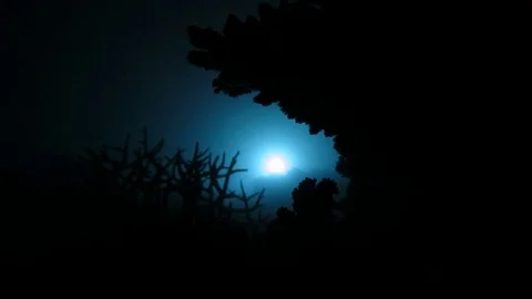 Shadow of a coral reef at night with strobe-light in a distance Stock Footage 79885055