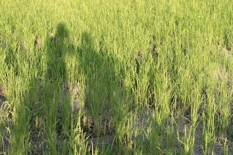 Shadow of Couple in Field Stock Photos