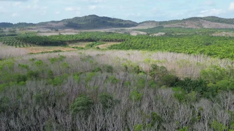 Shadow-covered rubber trees in southern Thailand Stock Footage 267033259