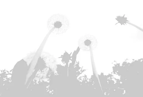 The shadow of a dandelion bush on a white wall. A black and white image to Stock Illustration