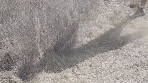 Shadow digging in dirt Video stock 82232108