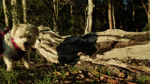 Shadow of a dog on fallen tree trunk in wooded area slow motion dolly 4K Video stock 241197316