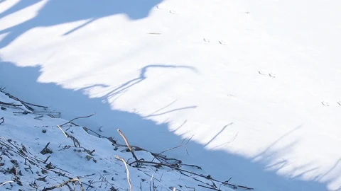 Shadow of the dog runs through the white snow Stock Footage 124501301